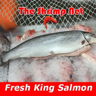 Fresh King Salmon