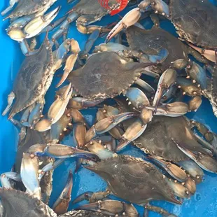 Live blue crabs