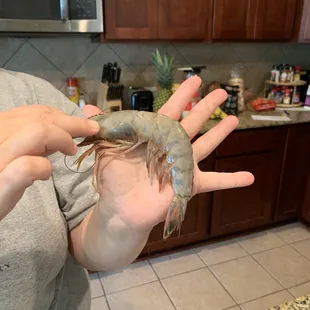 Look at size of the shrimp!!