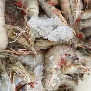 a bunch of shrimp on ice
