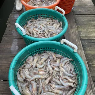 Gulf Shrimp