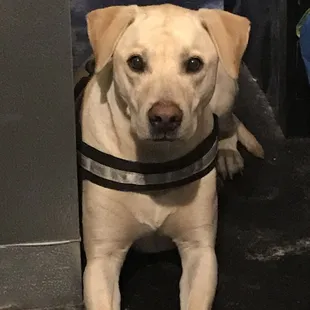 The official greeter. He is always excited to meet you