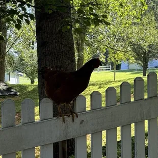 Chicken