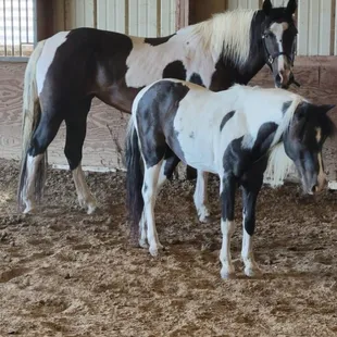 Bell's mini me Prince