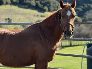 Witherspoon Ranch Arena