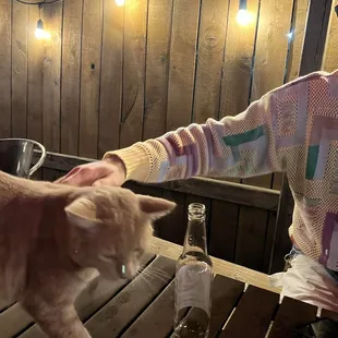 Relaxed patio with the cat who runs the place