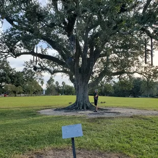 Singing Oak