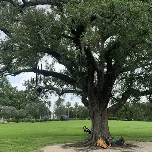 The Singing Oak