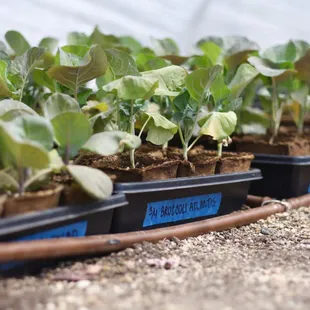 Plants getting ready to be planted