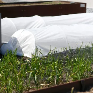 Hoop houses to protect the young plants