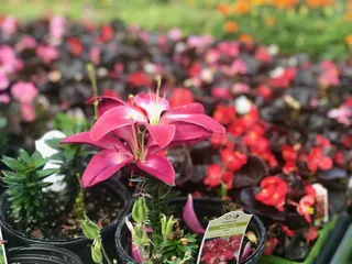 New Leaf Garden Center