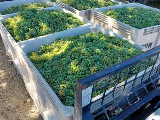 Cannon Falls Vineyard