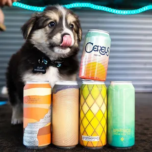 Olaf the pup welcoming a Pueblo Vida delivery!