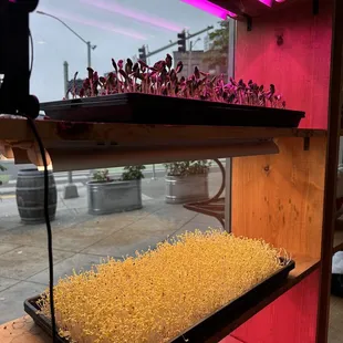 Microgreens grown in-house
