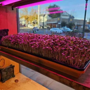 a display of sprouts in a window