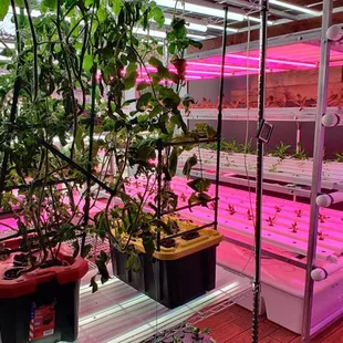 Hydroponics for their own veggies.  Some vegetables are brought in from Korea.