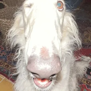 Keta _.