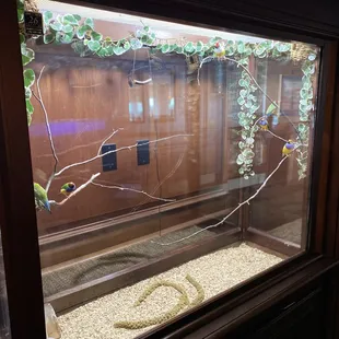 A view of our Gouldian Finches.