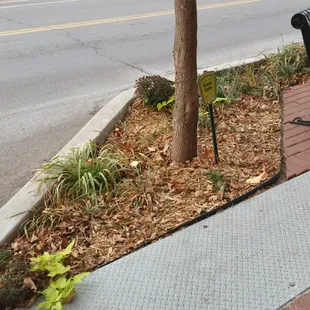 The Kawi cafe adopted their curb lawn!