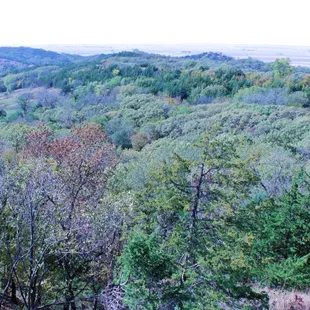 Loess Hills Forest