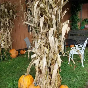 ramen and noodles, interior