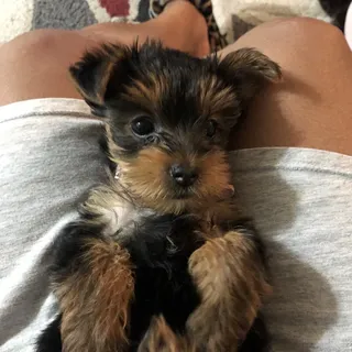 Torri J.