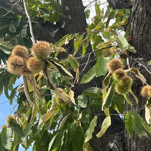 Unknown but cool looking tree