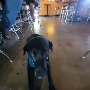 a black dog with a blue bandanna