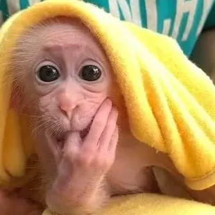 A little  monkey buisness  is always fun