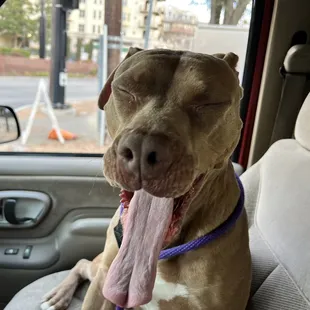 a dog sitting in a car