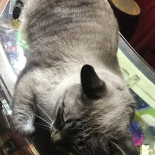 Buzz is the sweetest kitty!