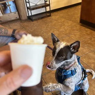 Foxy enjoying her pup cup.