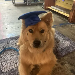 My dog Bear