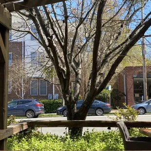 a bench and a tree in the foreground