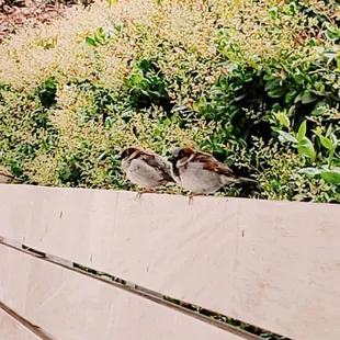 Birdies on the patio!
