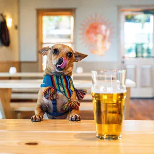 a dog sitting at a table with a glass of beer