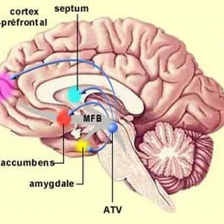 Limbic System D.