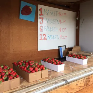 2017 strawberry season has started!