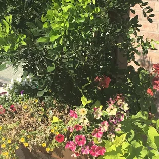 Lots of plants around