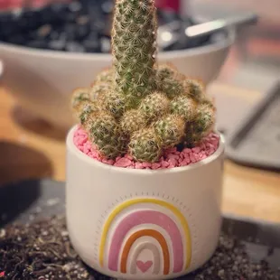 The Succulent Shop