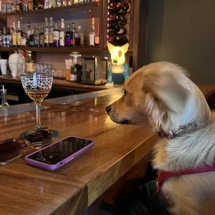a dog sitting at a bar