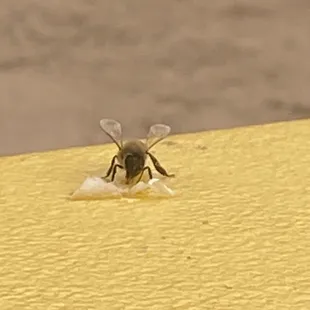 2-20-22 we have a guest for breakfast