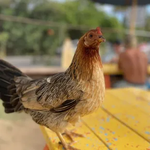 sushi, sashimi, sushi and sashimi, food