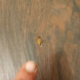 Cockroach I had to kill in the bathroom (3)