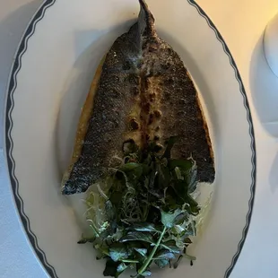 European Sea Bass