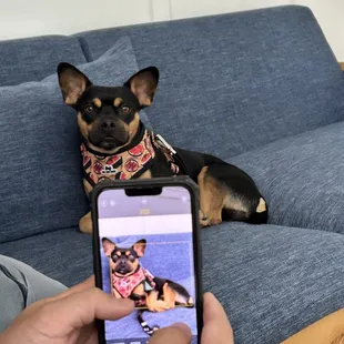Didn't take him long to start relaxing and getting comfortable with the hotel room.