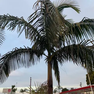 LA M.