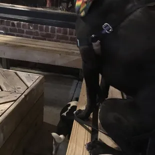 a dog and a cat sitting on a bench