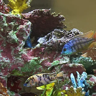 a group of fish in an aquarium