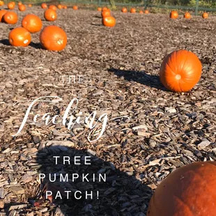 We LOVE fall!! We even had our own pumpkin patch and everyone got to go outside to pick their very own pumpkins to take home.